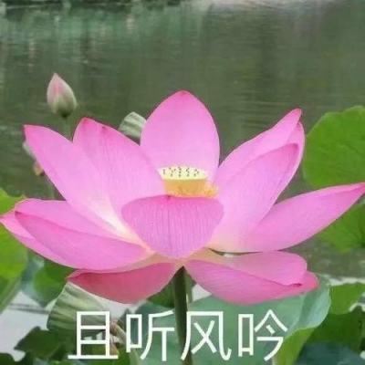 美人传奇破解版下载